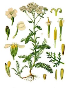 Achillea_millefolium